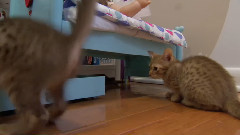 萌宠猫