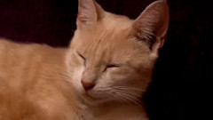 小猫猫
