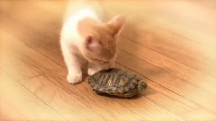 小猫 JOJO