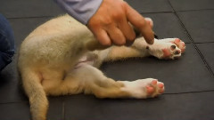 狗狗 5