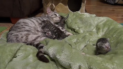 猫猫 5