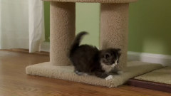 猫猫 8
