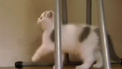 猫猫 6