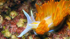 Monterey