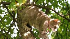 可爱猫咪