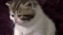 萌宠小猫