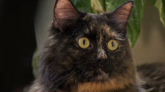 萌宠猫咪