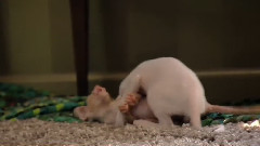 小猪丁丁