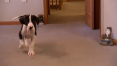狗狗公务猿
