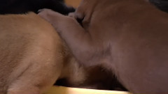 狗狗 1