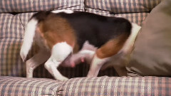 狗狗 6