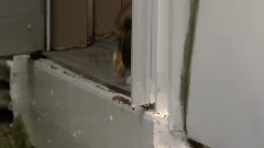 狗狗 7