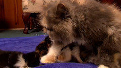 小猫 2016