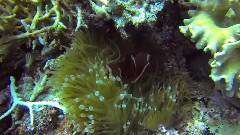 Diving In Indonesia