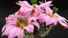 Flores de Cactos