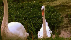 Swanning Around