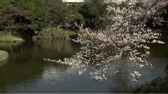 日本 樱花