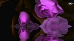 The Blue Rose
