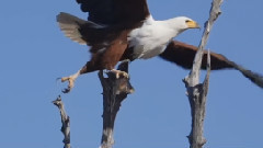 Wild Zimbabwe