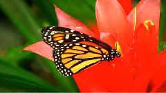 A Butterfly In A Well
