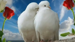 This is love. .(music Farid Farjad)