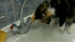 Водичка