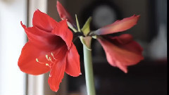 花之圆舞曲