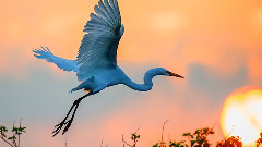 Free As A Bird