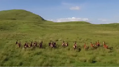 Wild Scotland