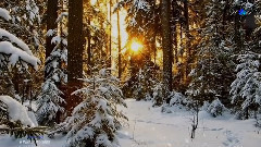 A Winter Morning FIONA JOY