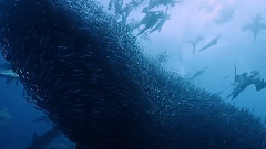 碧海狂鲨