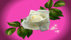 Giovanni Marradi - White Rose
