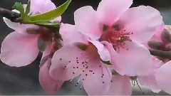 三月桃花