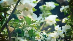 Spring (Весна)