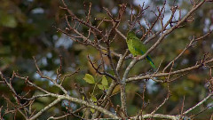 Nightingale