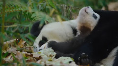 <Born in China >Official 'Earth Day' Trailer