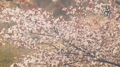 桜風