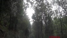 Estrada