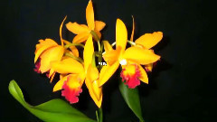 With An Orchid