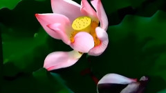 落花飞