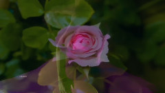 Fleur d'amour