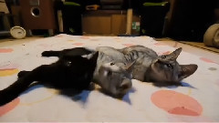 Кошки