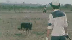电视剧<警犬卡尔>花絮