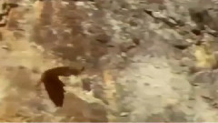Hawks Prey On