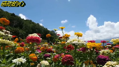 唯美音画8 感动的心