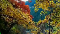Irish Lullaby