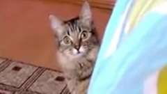 惊吓的猫咪
