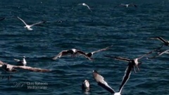 Mediterraneo