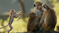 影视原声 - Disneynature's Monkey Kingdom 预告