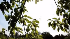 Wind